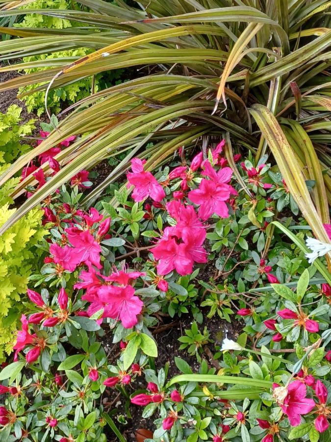 Belle Dene Paignton